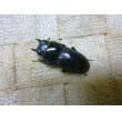 画像3: ヤエヤマコクワガタ☆♂35ミリ♀30ミリ新成虫ペア (3)