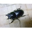 画像3: インドアンタエウス（ラチラ産）☆♂79ミリ♀45ミリ新成虫ペア (3)