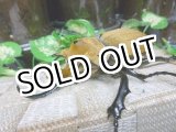 画像: 入手困難種！　イイジマゾウカブト☆♂113ミリ新成虫単品