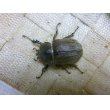 画像4: ヨルゲンセンヒメゾウカブト☆♂37ミリ♀36ミリ新成虫ペア (4)