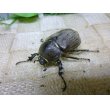 画像3: ヨルゲンセンヒメゾウカブト☆♂37ミリ♀36ミリ新成虫ペア (3)