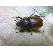 画像5: 国産カブトムシ☆赤カブトピンクアイ 新成虫♂S〜Mサイズ♀フリーサイズペア (5)