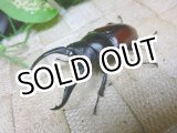 画像: ドンキエール　ドンキエールコクワガタ（赤ドンキ）☆♂67ミリ♀42ミリ新成虫ペア