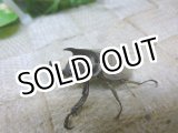画像: 8月14日当店入荷！条件付き特典あり  天然 モンゾーニコフキカブト☆♂♀フリーサイズペア