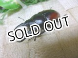 画像: ドンキエール　ドンキエールコクワガタ（赤ドンキ）☆♂56ミリ♀41ミリ新成虫ペア