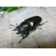 画像7:  タイ産オウゴンオニクワガタ☆♂61ミリ♀45,46ミリ新成虫トリオ (7)