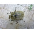 画像3: ヨルゲンセンペーニャヒメゾウカブト☆♂37ミリ♀34ミリ新成虫ペア (3)