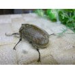 画像3: ヨルゲンセンヒメゾウカブト☆♂38ミリ♀35ミリ新成虫ペア (3)