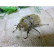 画像1: ヨルゲンセンペーニャヒメゾウカブト☆♂37ミリ♀34ミリ新成虫ペア (1)