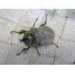 画像4: ヨルゲンセンヒメゾウカブト☆♂38ミリ♀35ミリ新成虫ペア (4)