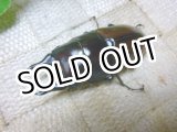画像: 希少種！ハスタートナカゴメイ☆♂55ミリ♀36ミリ新成虫ペア