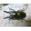 画像1:  タイ産オウゴンオニクワガタ☆♂64ミリ♀45ミリ新成虫ペア (1)