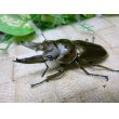 画像3:  タイ産オウゴンオニクワガタ☆♂64ミリ♀45ミリ新成虫ペア (3)