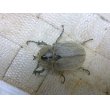 画像3: ヨルゲンセンペーニャヒメゾウカブト☆♂36ミリ♀37ミリ新成虫ペア (3)