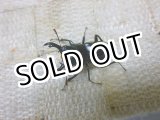 画像: 希少レア種！クロセスジコクワガタ☆♂27ミリ新成虫単品
