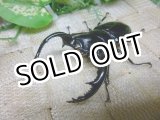 画像: 今期ラスト販売！ウエストウッディ(Dibang Valley産)☆♂80ミリ♀51ミリ新成虫ペア
