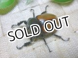 画像: 10月30日入荷！天然個体 フンボルトヒナカブト ☆♂45ミリ♀35ミリ成虫ペア（限定１セット）