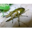 画像2:  タイ産オウゴンオニクワガタ☆♂62ミリ♀43ミリ新成虫ペア (2)