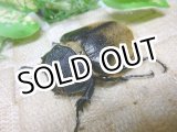画像: 11月20日入荷！天然個体 オキシデンタレゾウカブト ☆♀57ミリ成虫単品