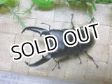 画像: パラワンオオヒラタ☆♂98ミリ♀45ミリ新成虫ペア