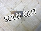 画像: 12月11日 ブラジル便入荷！天然 グラキリスホソクワガタ♂23ミリ♀フリーサイズペア