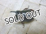 画像: 12月11日 ブラジル便入荷！天然 エンテルスハビロマルカブト☆♂Lサイズ♀フリーサイズペア　(2)