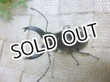 画像: 12月19日 南米便入荷！天然 ペルビアヌスクビボソクワガタ♂44ミリ♀33ミリペア