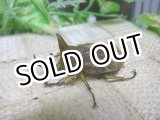 画像: 12月19日 南米便入荷！天然 オハウスエボシヒナカブト♂Lサイズ♀A-フリーサイズペア