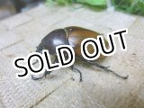画像: 12月19日入荷！天然個体 フンボルトヒナカブト ☆♀38ミリ単品