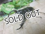画像: ウエストウッディ( Lower Subansiri)産☆♂82ミリ♀49ミリ別血統ペア