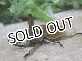 画像: 2月25日 南米便入荷！天然 オハウスエボシヒナカブト♂Lサイズ♀フリーサイズペア