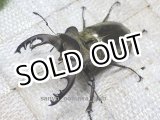 画像: 7月17日迄セール品！ウェムケンミヤマ☆♂57ミリ♀36ミリ新成虫ペア