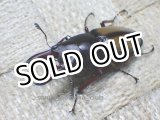 画像: 4月14日 タンザニア便入荷！天然 ウムハンギノコギリ☆♂36ミリ♀27ミリペア