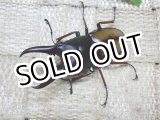 画像: 4月14日 タンザニア便入荷！天然 ウムハンギノコギリ☆♂46ミリ♀32ミリBペア