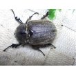 画像4: ヨルゲンセンヒメゾウカブト☆♂42ミリ♀39ミリ新成虫ペア (4)