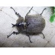 画像2: ヨルゲンセンヒメゾウカブト☆♂42ミリ♀39ミリ新成虫ペア (2)