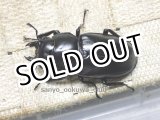 画像: ウエストウッディ(Dibang Valley産)☆♀52ミリ新成虫単品（7月4日迄）