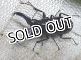 画像: ステインヘルクビボソクワガタ☆♂42ミリ新成虫単品
