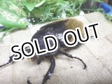 画像: イイジマゾウカブト☆♀71ミリ新成虫単品