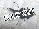 画像: ステインヘルクビボソクワガタ☆♂40ミリ新成虫単品