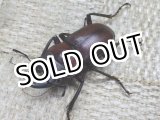 画像:  セール価格！　ノズノコギリ☆♂27ミリ♀17ミリ新成虫ペア
