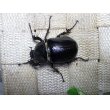 画像6: 2020年WDより　大特価限定3セット!　パチェコヒメゾウカブト☆♂51ミリ♀37ミリ別血統新成虫ペア (6)