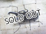 画像: 11月21日 南米便ペルー入荷！　ステインヘルクビボソクワガタ☆特大♂66ミリ♀フリーサイズペア
