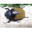 画像5: イイジマゾウカブト☆♂110ミリ♀73ミリ新成虫ペア (5)