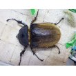 画像5: オキシデンタレゾウカブト ☆♂108ミリ♀68ミリ新成虫ペア (5)