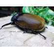 画像5: 7月31日まで特価セール! イジマゾウカブト☆♂118ミリ♀76ミリ新成虫ペア (5)