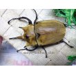 画像2: イイジマゾウカブト☆♂105ミリ新成虫単品 (2)