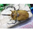 画像3: イイジマゾウカブト☆♂116ミリ新成虫単品 (3)