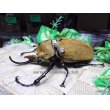 画像2: イイジマゾウカブト☆♂116ミリ新成虫単品 (2)