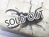 画像: 7月25日当店入荷！天然 ウエストウッディカズミアエ☆♂66ミリ♀フリーサイズペア